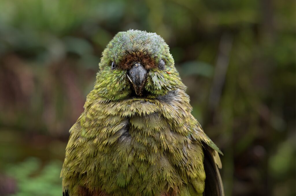 Vaccinating New Zealand’s Rarest Birds Against Bird Flu