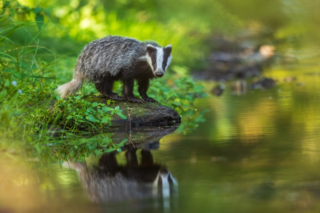 Labour could end badger cull with Covid-style testing and vaccination, report says