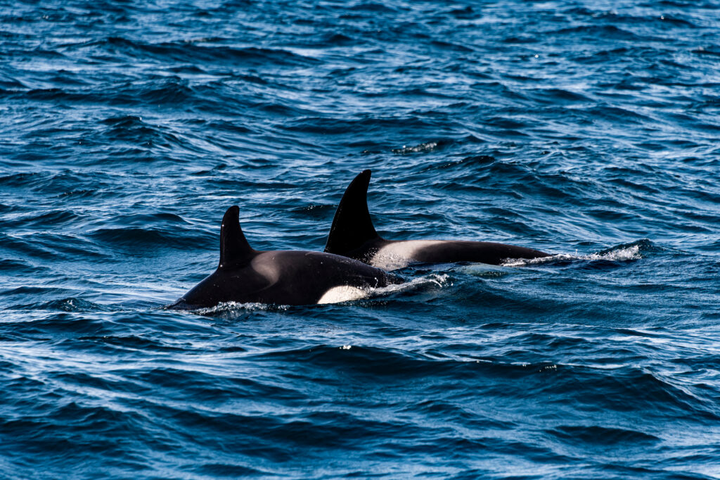 Orcas Team Up With Dolphins to Hunt Salmon