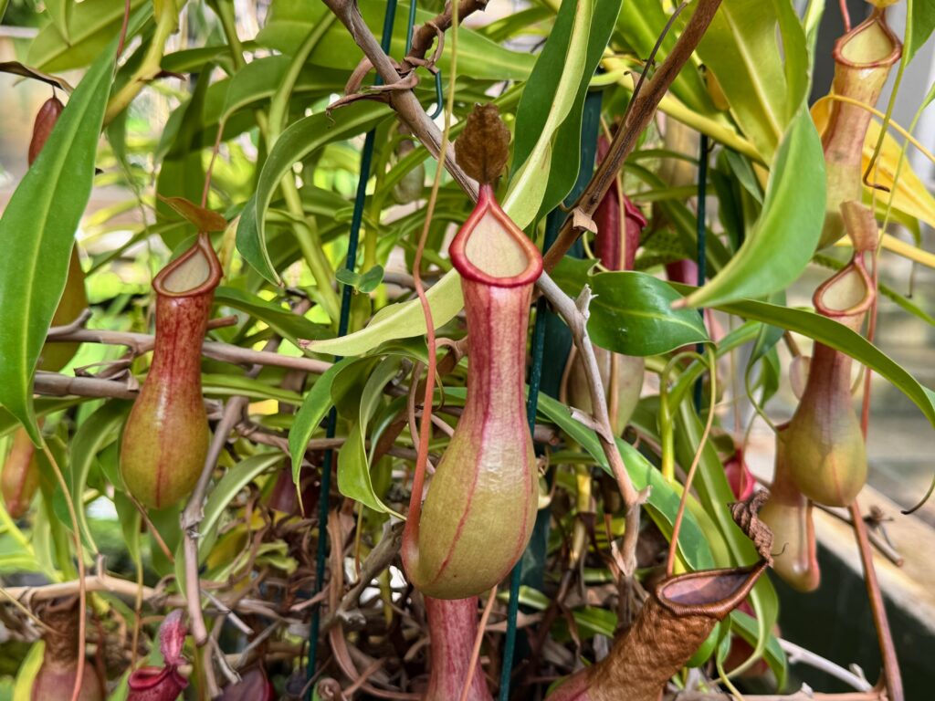 Pitcher plant’s sweet nectar hides toxic nerve agent that incapacitates prey