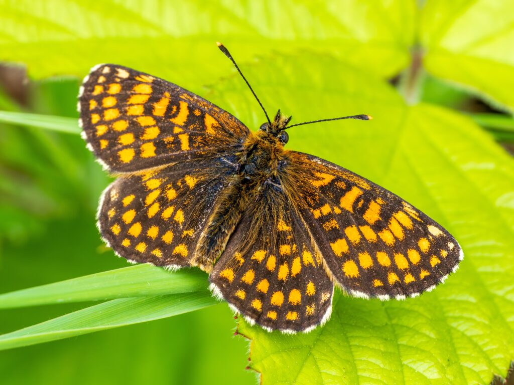 Good Weather Helps Boost Rare Marsh Fritillary Butterfly