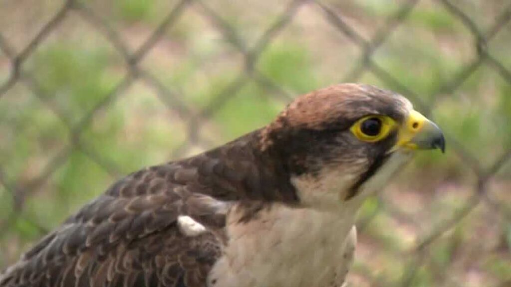 West Coast Falconry break-in leaves birds missing