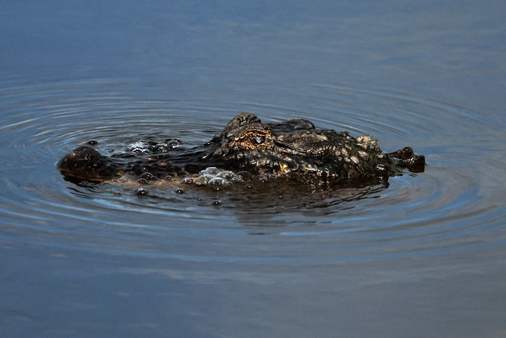 Louisiana alligator chase suspect keeps fleeing police Louisiana alligator chase suspect keeps fleeing police