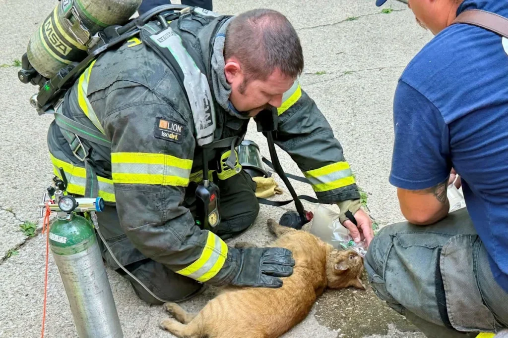 Indiana Cat Rescue Fire Saves Three Pets